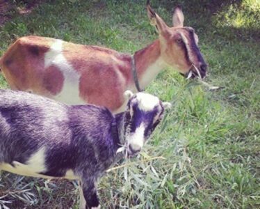 Our First Season Breeding Goats, Part 1 Image